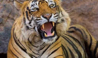 हमेशा के लिए खामोश हो गया बाघ (उस्ताद) T 24, 2015 मे लाया गया था उदयपुर