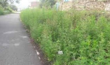 जंगल में झाड़ियों का बड़ा महत्व: जल जंगल जमीन सभी में घुल चुका ज़हर