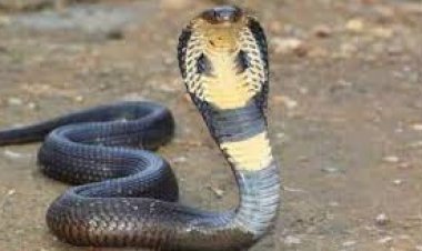 सीओ ऑफिस में फाइलों के बीच निकला कोबरा: मचा हड़कंप