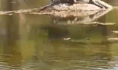 साकरिया के पास नाले में मगरमच्छ दिखा ग्रामीणों में भय व्याप्त