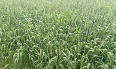 सकट क्षेत्र में दिनभर रुक-रुक कर बरसीं मावठ: ठिठुरन बढी