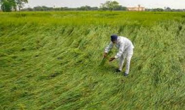 काश्तकार को 72 घण्टे में देनी होगी फसल खराबे की सूचना, जाने कैसे करें संबंधित कंपनी को रिपोर्ट