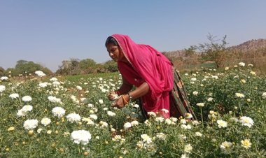 काले सोने की खेती पर चमकते सफेद फूल: गुरलां में सफेद फूलों की बहार