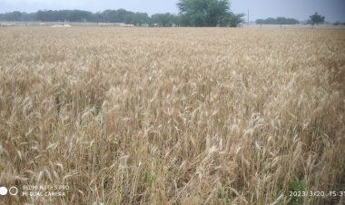 बेमौंसम बारिश से फसलों में नुकसान : सदमें में  किसान