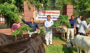 गायों को हरा चारा डाल: गौसेवा की दी प्रेरणा