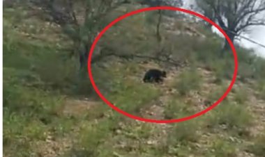 सरिस्का का जंगल भालू को नहीं आया रास:  आबादी क्षेत्र में निकला भालू, बाघ एसटी 18 ट्रैकर राजेश पर  किया हमला