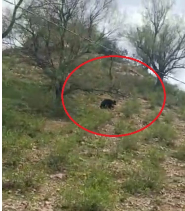 सरिस्का का जंगल भालू को नहीं आया रास:  आबादी क्षेत्र में निकला भालू, बाघ एसटी 18 ट्रैकर राजेश पर  किया हमला