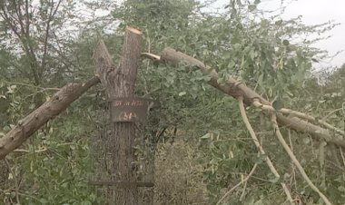 सड़क किनारे चल रही पेड़ों पर कुल्हाड़ी, बेखबर वन विभाग