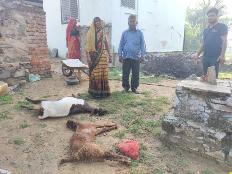 बाघोली में  देर रात दर्जनों कुत्तों ने घर में घुसकर गरीब की तीन बकरियों को बनाया शिकार