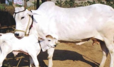 गायों के प्रति युवाओं का दिखा विशेष लगाव: किरश्चन युवक की भी घायल गाय के प्रति देखी हमदर्दी