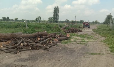 हरे पेड़ों की हो रही अंधाधुंध कटाई, अधिकारी नहीं कर रहे कोई कार्रवाई, कौन है जिम्मेदार?