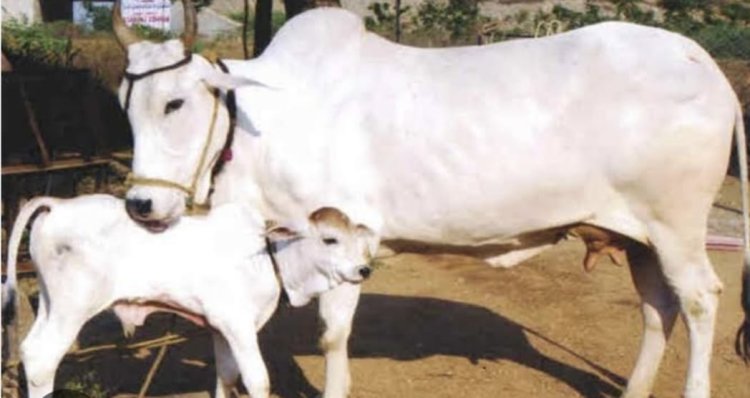 गायों के प्रति युवाओं का दिखा विशेष लगाव: किरश्चन युवक की भी घायल गाय के प्रति देखी हमदर्दी