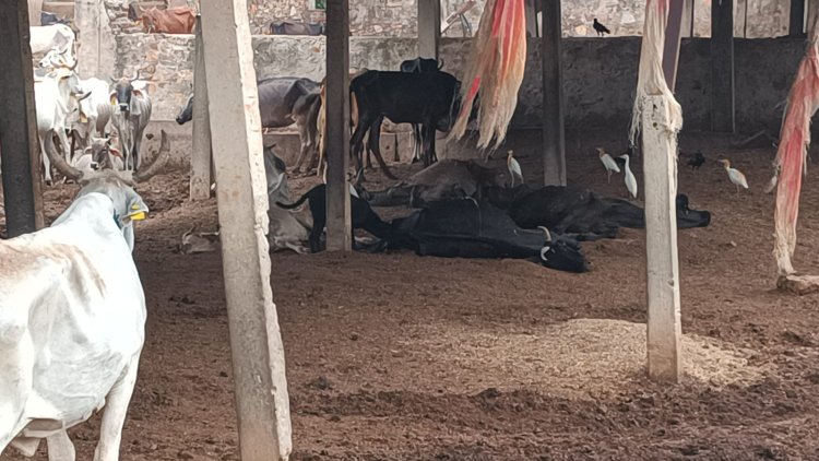 अलीपुर गौशाला में गायों की हो रही दुर्दशा,भूख प्यास से तड़प रही गायें: ग्रामीणों में भारी आक्रोश
