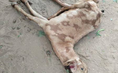 मणकसास में पैंथरो का दिन प्रतिदिन बढ़ रहा है आतंक:घरों में घुसकर बकरियों को बना रहे हैं शिकार