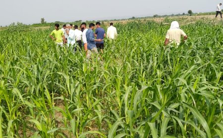 पहाडी थाना क्षेत्र मे फिर हुई नंदी की हत्या गौतस्कर फरार, पुलिस तंत्र बेकार