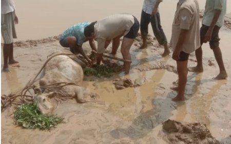 कीचड़ में फंसी गाय को निकाल, बदायूँ कप्तान की पुलिस ने बचाई जान