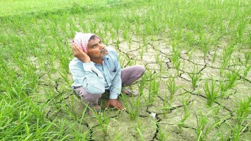 मौसम की बेरुखी से बढ़ा सूखे का खतरा, नहीं हुई बारिश, किसान मायूस