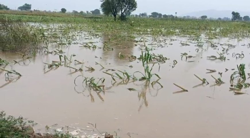 नौगांवा सडक निर्माण से जोहड़ का रास्ता रुका, पानी खेतो मे भरने से फसलो को हुआ नुकसान
