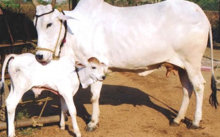 संकष्टी चतुर्थी  (बहुला चतुर्थी) व्रत रख श्री गणेश एवं गौ माता की पूजा अर्चना