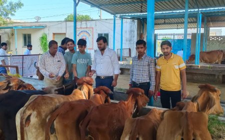 गायो को रचका गुड़ खिलकर मनाई  प्रथम पुण्यतिथि