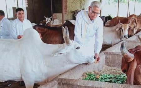 एडवोकेट भंवर सिंह के नेतृत्व में  सचिन पायलट के जन्म दिवस पर  गायों को खिलाया गुड मरीजों को बाटे फल