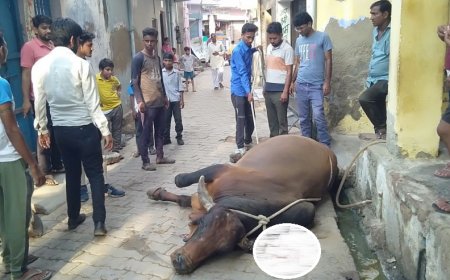 पशु प्रेमियों ने घायल सांड का कराया उपचार