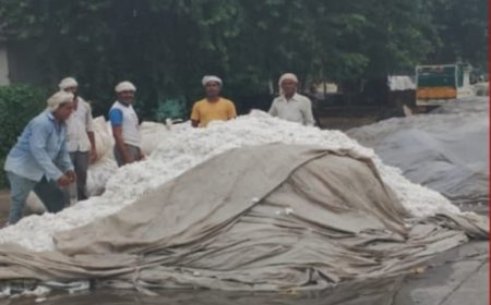 मण्डी में कपास रखने के पुख्ता इंतजाम नहीं: बेमौसम बरसात से मण्डी में लाखों रुपए की कपास खराब