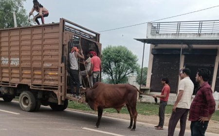 नगर पालिका बांदीकुई द्वारा आवारा सांड पकड़ने का उल्लेखनीय कार्य