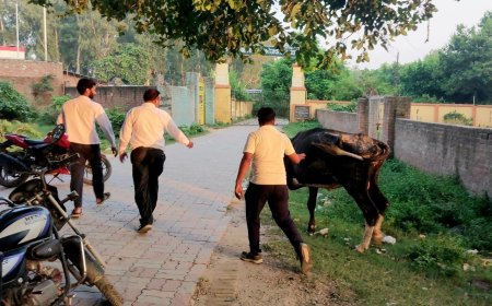 गाय के इलाज के लिए डॉक्टर की टीम बनी गाय के लिए देवता