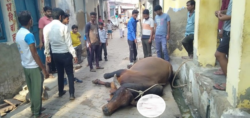 पशु प्रेमियों ने घायल सांड का कराया उपचार