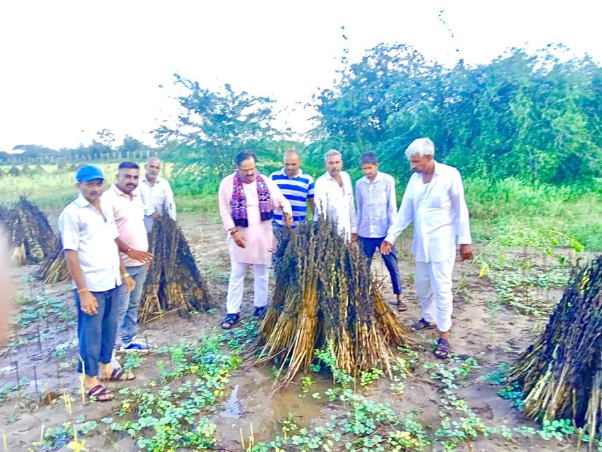 बे मौसम अधिक बारिश से किसानों की फ़सले ख़राब,तत्काल मिले मुआवज़ा -निम्बाडा