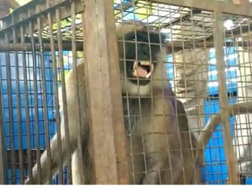 कस्बे में कई लोगों को काटने वाला काले मुंह का शैतानी बंदर: आखिर पिंजरे में हुआ बंद