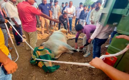खबर का हुआ असर घायल सांड को मिला उपचार