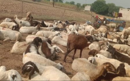 मेवात क्षेत्र में सक्रिय पशुधन चोरों के हौसले बुलंद: मुबारिकपुर से 20 भेड चोरी, नौंगावा थाने में मामला दर्ज