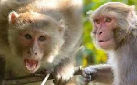 नौगांवा क्षेत्र में बढ़ रहा बंदरों का आतंक: राहगीरों को बना रहे अपना निशाना