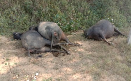 खरखड़ा गांव में बिजली डीपी से तीन भैंसों की मौत, भैंस मालिक ने बिजली विभाग पर लापरवाही का आरोप लगाया।