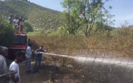 खेत में शार्ट-सर्किट से लगी आग,  खड़ी फसल जलकर राख