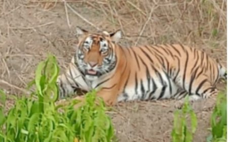 पांडुपोल हनुमान मंदिर सरिस्का क्षेत्र में राजगढ़ गौ सेवकों ने किए टाइगर के दर्शन