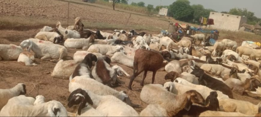 मेवात क्षेत्र में सक्रिय पशुधन चोरों के हौसले बुलंद: मुबारिकपुर से 20 भेड चोरी, नौंगावा थाने में मामला दर्ज