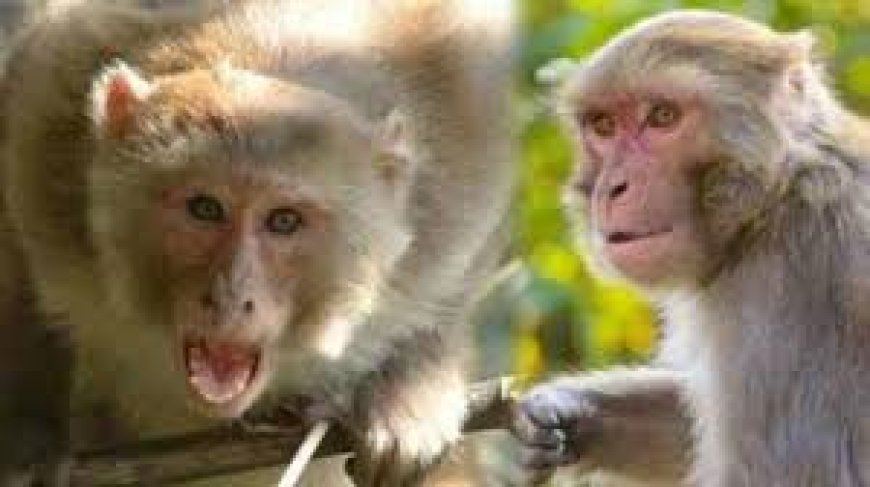 नौगांवा क्षेत्र में बढ़ रहा बंदरों का आतंक: राहगीरों को बना रहे अपना निशाना