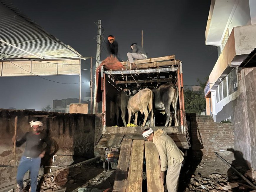 सलेमपुर थाना पुलिस ने गोवंश से भरे ट्रक को पकड़ा: 15 गाय 10 बछड़ों को श्रीकृष्ण गोपाल गौशाला महुवा पहुंचाया