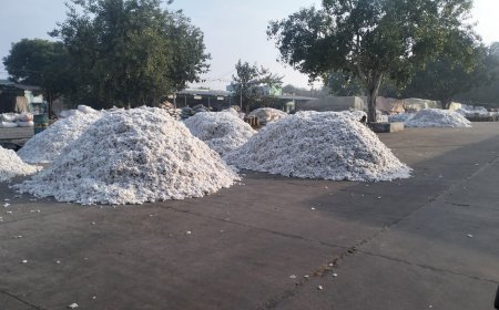 खैरथल अनाज मंडी में कपास की आवक हुई कमजोर: पांच-छह हजार पोट आ रही प्रतिदिन