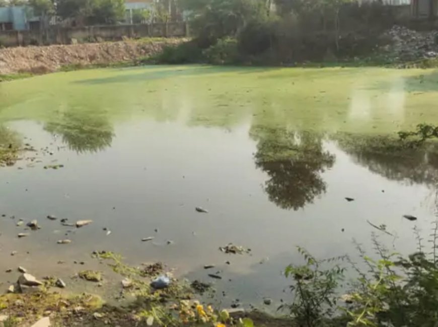 जिला मुख्यालय पर बेहाल सफाई व्यवस्था: कलेक्टर निवास के पीछे भरा गंदे पानी का तालाब, दुर्गंध और मच्छर-मक्खियों से आसपास रह रहे लोग त्रस्त