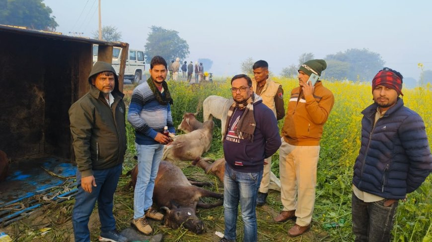 महुवा थाना अंतर्गत सुखचैनपुरा के पास गोवंश से भरी  पिकअप टाटा 407 पलटी, दो गोवंशों की मृत्यु