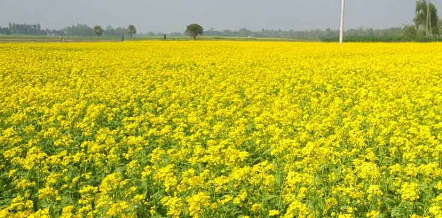 खेतों में खिले सरसों के पीले फूल जैसे मातृभूमि ने ओढ़ ली पीली चुनरी