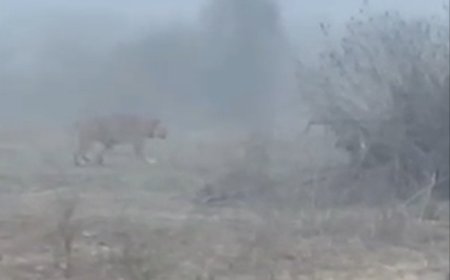 अलवर जिले के सरिस्का अभयारण्य क्षेत्र में टाइगर की साइटिंग से पर्यटक रोमांचित