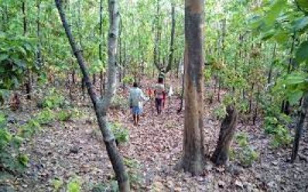 सरगुजा के जंगलों को बचाना बेहद जरूरी -  मीणा