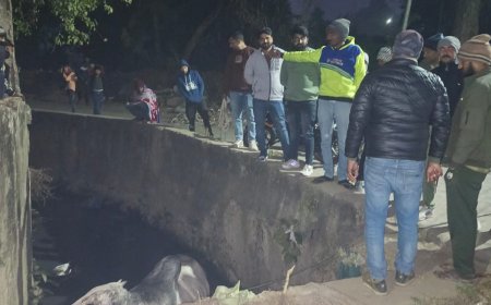 नाले में फंसे सांड को निकाला