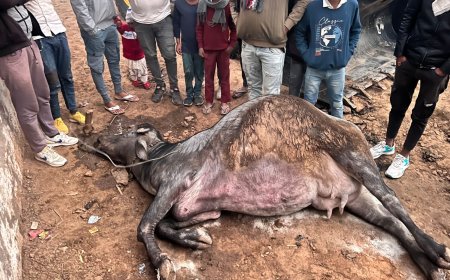 विधुत विभाग की लापरवाही सें करंट लगने से दहाना गांव में भैस की मौत परिवार के गुजारे का सहारा छिना