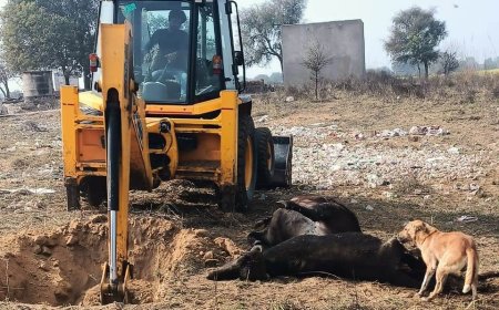 एक माह के अंदर 15 मवेशियों की हुई मौत:अज्ञात बीमारी की मौत से किसानों में मचा हड़कंप
